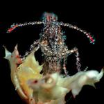 Musique des années 2010 : 100 albums essentiels